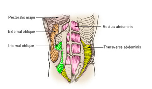 The Free Ab Workout Routine Works The Entire Abdominal Muscle Anatomy.